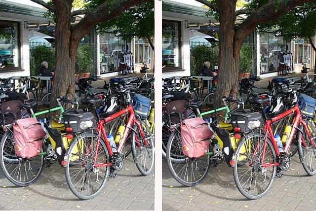 bikesntree.JPG (202689 bytes)