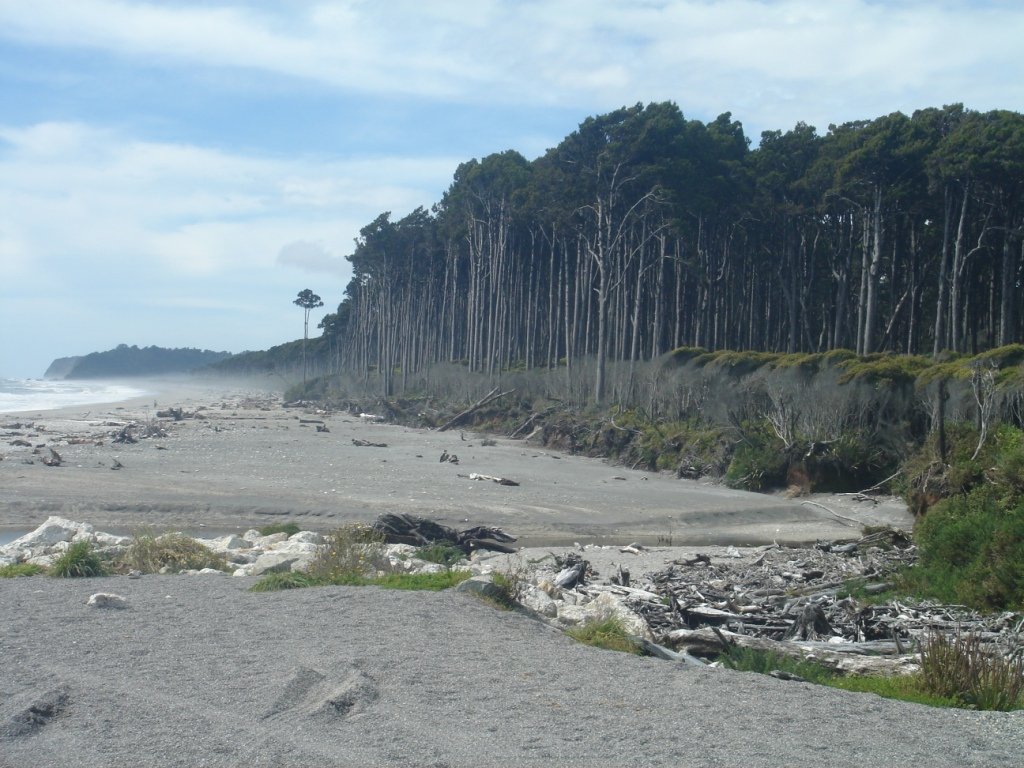 Bruce_Bay_frst.jpg (348806 bytes)