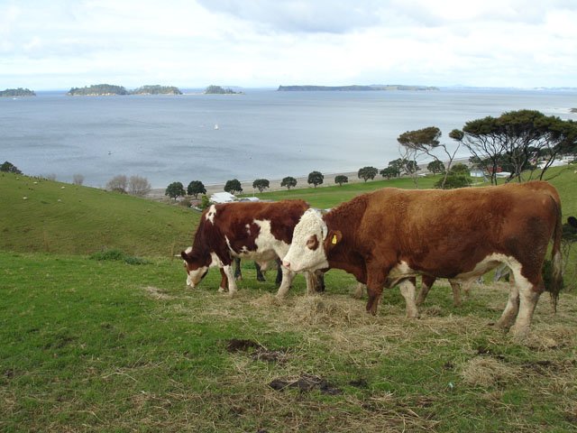 Bull_view_Martins_Bay.JPG (82853 bytes)