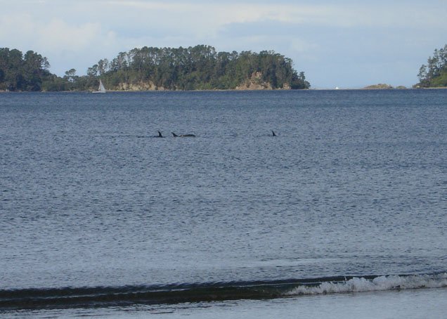 Dolphins.JPG (67383 bytes)